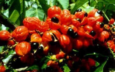 Guaraná