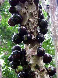 Jabuticaba