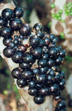 Jabuticaba