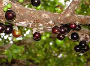 Jabuticaba