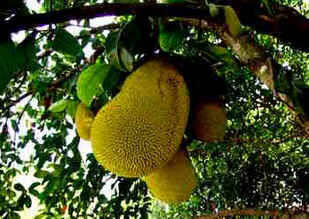 Jaca