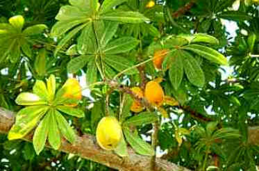 Jaracatiá