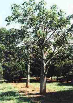 Jaracatiá