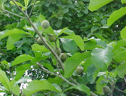 Jenipapo