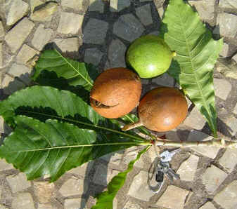 Jenipapo