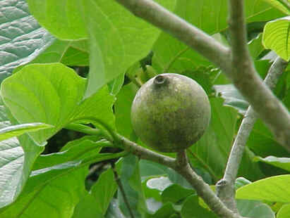 Jenipapo