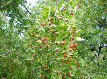 Jujuba