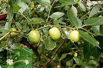 Jujuba