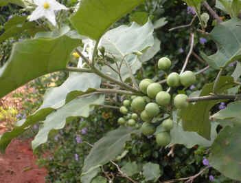 Jurubeba
