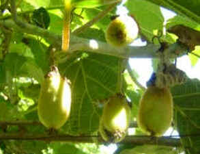 Kiwi Kiwi