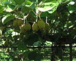 Kiwi Kiwi