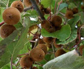 Kiwi Kiwi