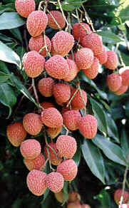 Lichia