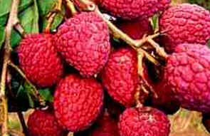 Lichia