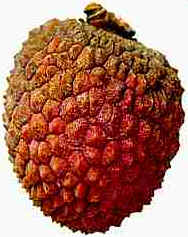 Lichia