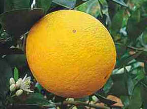 Laranja