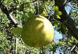 Laranja