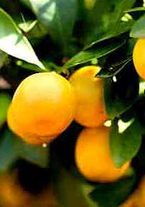 Laranja