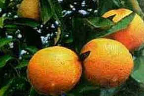 Laranja