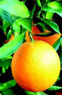 Laranja