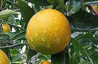 Laranja