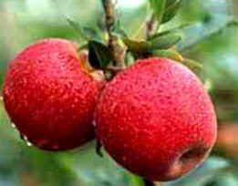 Maçã