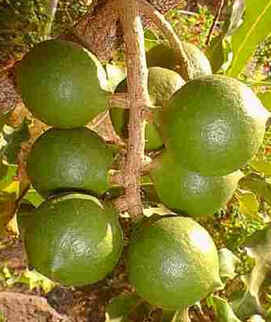 Macadâmia