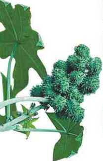 Mamona