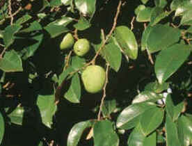 Mangaba