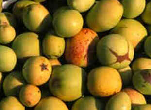 Mangaba