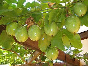 Maracujá
