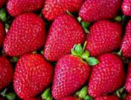 Morango