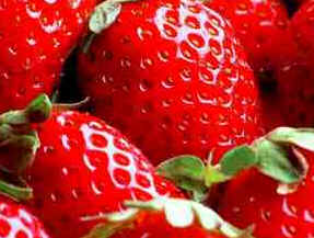 Morango