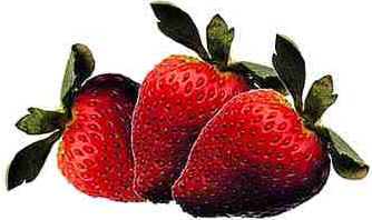 Morango