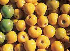 Murici