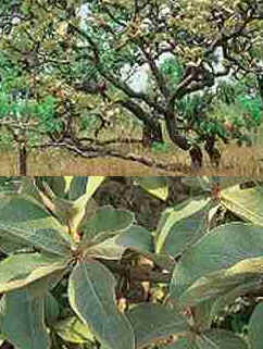 Murici