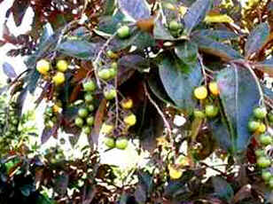 Murici