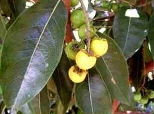 Murici