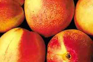 Nectarina