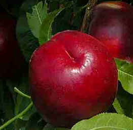 Nectarina