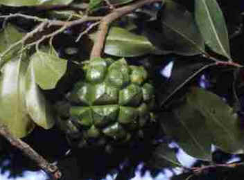 Pindaíba