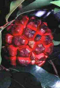 Pindaíba