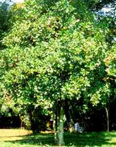 Pindaíba