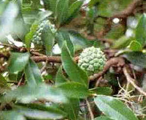 Pindaíba