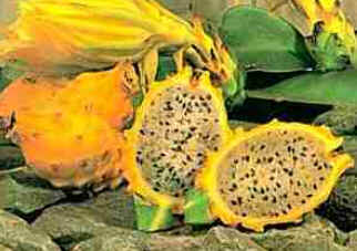 Pitaia