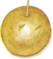 Pitomba