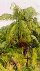 Palmito