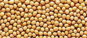 Soja