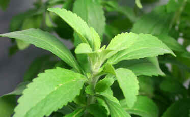 Stevia