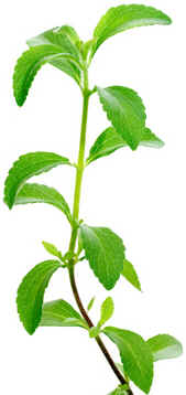Stevia